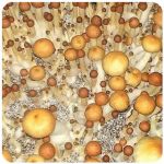 Псилоцибиновые (галлюциногенные)  грибы Psilocybin "Golden Teacher" в Таганроге